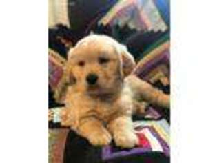 Golden Retriever Puppy for sale in Huntington, IN, USA