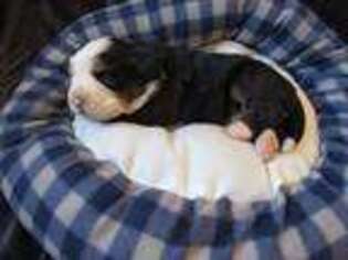 Bernese Mountain Dog Puppy for sale in Macomb, MO, USA