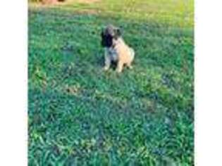 Bullmastiff Puppy for sale in Williamston, NC, USA
