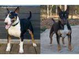 Bull Terrier Puppy for sale in Mcdonough, GA, USA