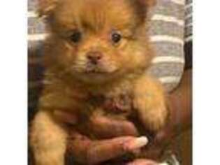Pomeranian Puppy for sale in Sumter, SC, USA