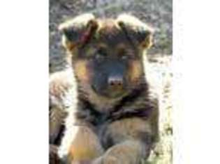 German Shepherd Dog Puppy for sale in ELDON, MO, USA