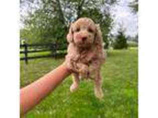 Mutt Puppy for sale in Pottstown, PA, USA
