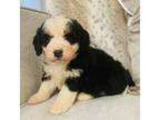 Mutt Puppy for sale in Pana, IL, USA