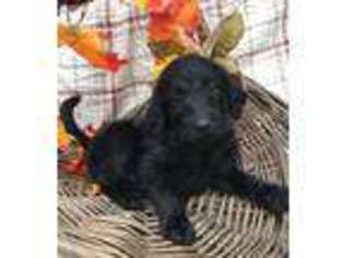 Labradoodle Puppy for sale in Downing, MO, USA