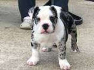 Bulldog Puppy for sale in Marion, IN, USA