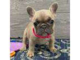 French Bulldog Puppy for sale in Richmond, KY, USA