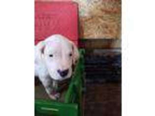 Dogo Argentino Puppy for sale in Woodburn, IN, USA