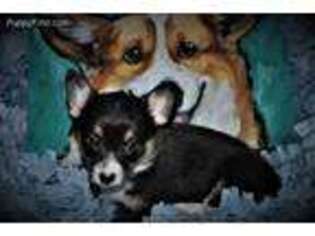 Pembroke Welsh Corgi Puppy for sale in Black Diamond, WA, USA