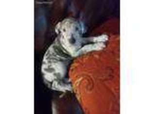Great Dane Puppy for sale in Spring Hill, FL, USA