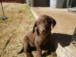Labrador Retriever Puppy for sale in Abilene, TX, USA