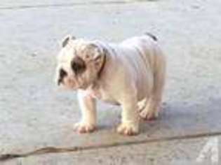 Bulldog Puppy for sale in GALT, CA, USA