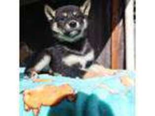 Shiba Inu Puppy for sale in Selma, CA, USA