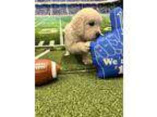 Golden Retriever Puppy for sale in London, OH, USA
