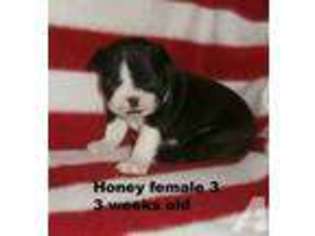Boston Terrier Puppy for sale in BELLAIRE, OH, USA