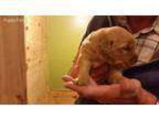 Golden Retriever Puppy for sale in Clinton, WI, USA