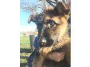 German Shepherd Dog Puppy for sale in Central Point, OR, USA