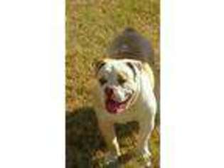 Olde English Bulldogge Puppy for sale in Elgin, SC, USA