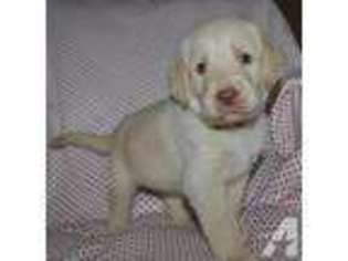 Labradoodle Puppy for sale in ALLENDALE, MI, USA