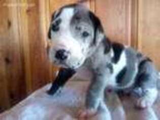 Great Dane Puppy for sale in Ruidoso, NM, USA