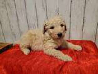 Goldendoodle Puppy for sale in Columbiana, OH, USA