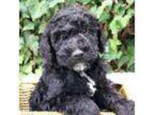 Labradoodle Puppy for sale in Atascadero, CA, USA
