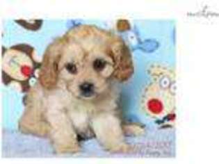 Cavapoo Puppy for sale in Williamsport, PA, USA