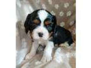 Cavalier King Charles Spaniel Puppy for sale in Dansville, NY, USA