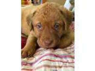 Chesapeake Bay Retriever Puppy for sale in Fort Worth, TX, USA