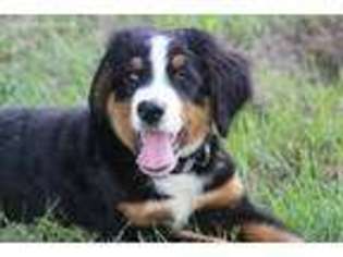 Bernese Mountain Dog Puppy for sale in Muscatine, IA, USA