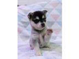 Alaskan Klee Kai Puppy for sale in Bronx, NY, USA