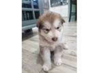 Alaskan Malamute Puppy for sale in Los Angeles, CA, USA