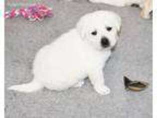 Labrador Retriever Puppy for sale in Hatley, WI, USA
