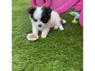 Chihuahua Puppy for sale in Joliet, IL, USA