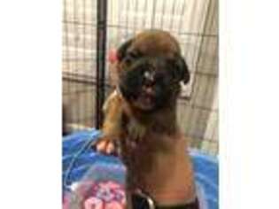 Boxer Puppy for sale in Morristown, TN, USA