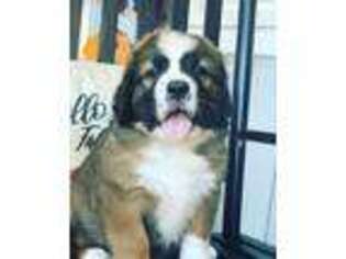 Bernese Mountain Dog Puppy for sale in Selma, NC, USA