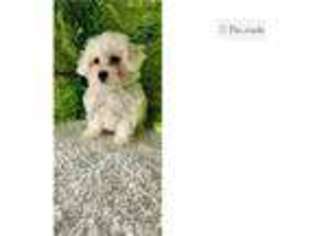 Bichon Frise Puppy for sale in Kirksville, MO, USA