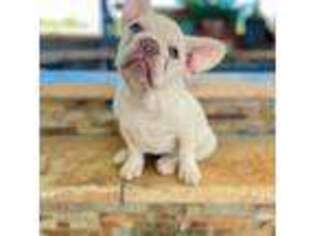 French Bulldog Puppy for sale in Buras, LA, USA