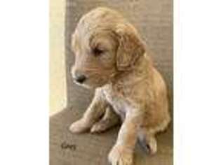 Goldendoodle Puppy for sale in Ellenton, FL, USA