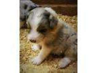 Australian Shepherd Puppy for sale in Denison, TX, USA
