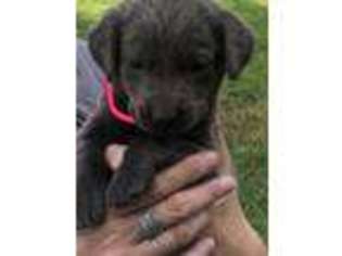 Labrador Retriever Puppy for sale in East Prairie, MO, USA