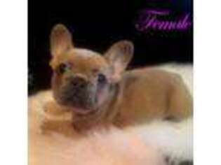 French Bulldog Puppy for sale in Wilmington, CA, USA