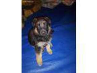 German Shepherd Dog Puppy for sale in Philomath, OR, USA