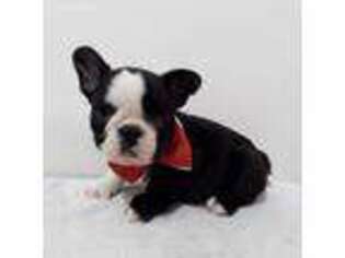 French Bulldog Puppy for sale in Pembroke Pines, FL, USA