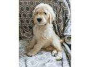 Goldendoodle Puppy for sale in Floyd, VA, USA