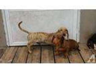 Dachshund Puppy for sale in SCHULENBURG, TX, USA