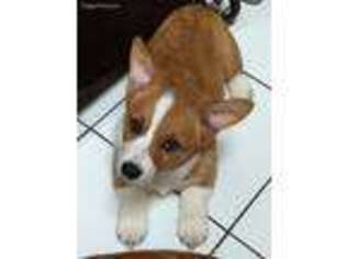 Pembroke Welsh Corgi Puppy for sale in Forestville, WI, USA