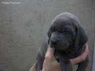 Weimaraner Puppy for sale in Shipshewana, IN, USA