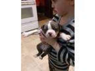 Boston Terrier Puppy for sale in Monticello, WI, USA