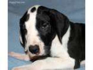 Great Dane Puppy for sale in Mabank, TX, USA